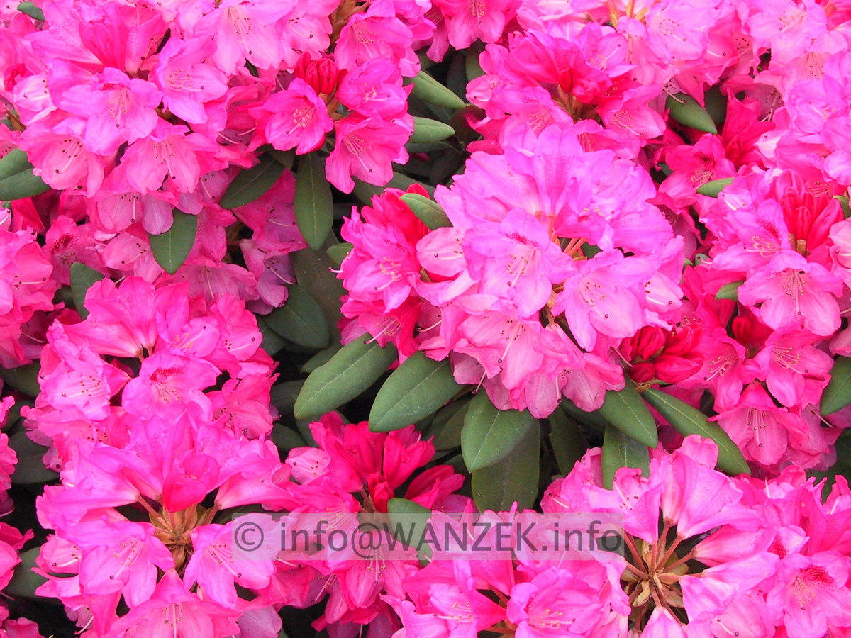 Rhododendron yakushimanum Kalinka 02.JPG